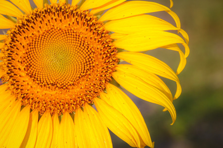 Beautiful of bright colored sunflowers. Sunflower natural blooming.の写真素材