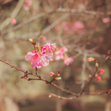Cherry Blossom trees. Pink Sakura flowers.の写真素材