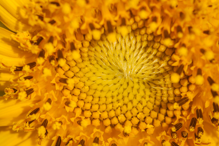 Beautiful of bright colored sunflowers. Sunflower natural blooming.の写真素材