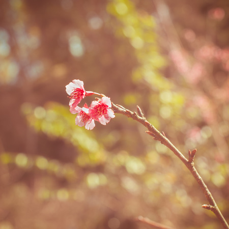 Cherry Blossom trees. Pink Sakura flowers.の写真素材