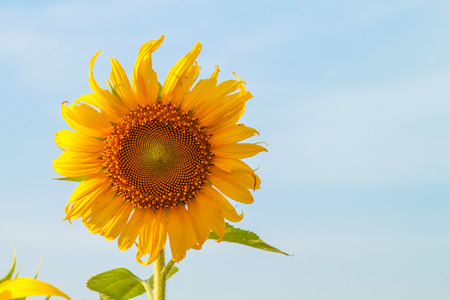 Beautiful of bright colored sunflowers. Sunflower natural blooming.の写真素材