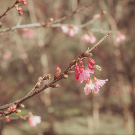 Cherry Blossom trees. Pink Sakura flowers.の写真素材