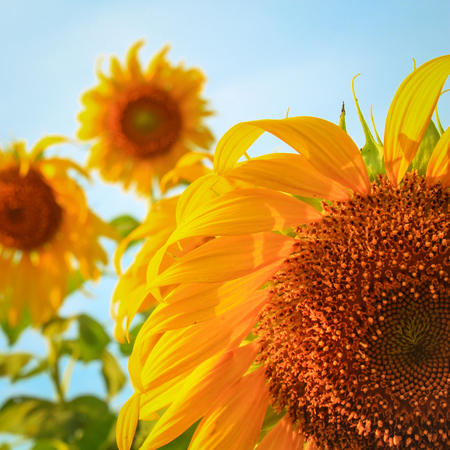 Beautiful of bright colored sunflowers. Sunflower natural blooming.の写真素材