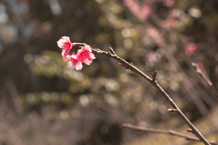 Cherry Blossom trees. Pink Sakura flowers.の写真素材