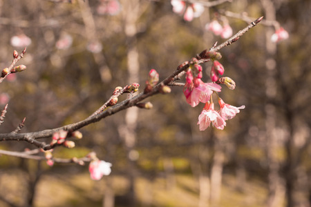 Cherry Blossom trees. Pink Sakura flowers.の写真素材