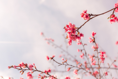 Cherry Blossom trees. Pink Sakura flowers.の写真素材