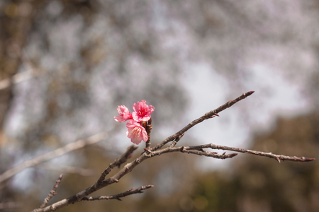 Cherry Blossom trees. Pink Sakura flowers.の写真素材