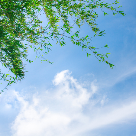 Bamboo leaves with blue sky background.の写真素材