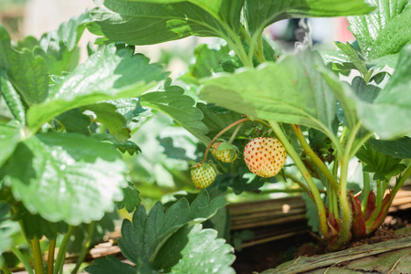 Harvest outdoor red strawberry, growing outside strawberries.の写真素材