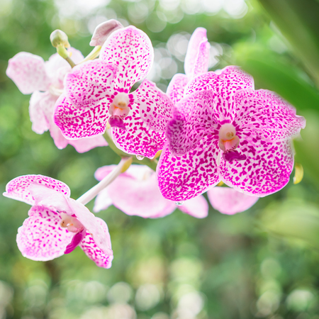Purple or pink orchid flowers in garden, Orchids decoration.の写真素材