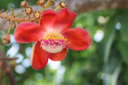 Red cannonball tree on green background. Red flower.の写真素材