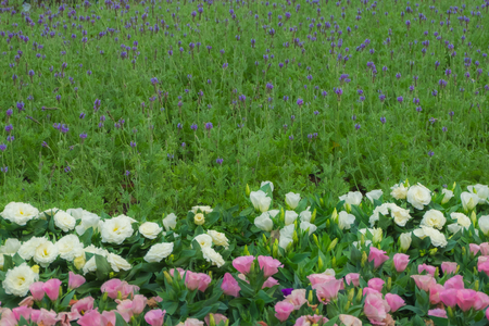 Colorful flowers in park. Different kinds of flowers in outdoor garden.の写真素材
