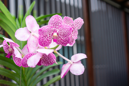 Purple or pink orchid flowers in garden, Orchids decoration.の写真素材