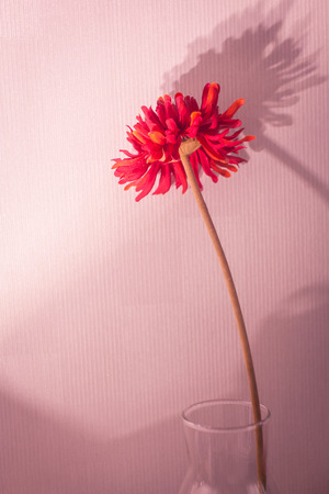 Glass vase of red fake flower on a pink paper background with long shadows.の写真素材