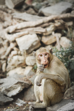 Monkeys or macaque, mischievous habits, lives in a natural forest.の写真素材