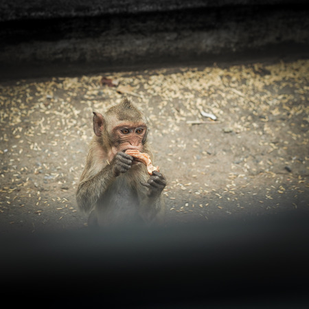Monkeys or macaque, mischievous habits, lives in a natural forest.の写真素材