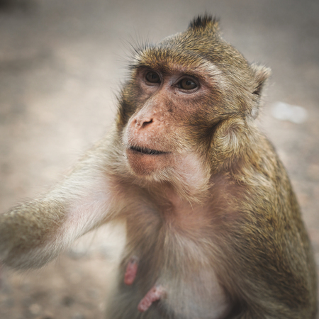 Monkeys or macaque, mischievous habits, lives in a natural forest.の写真素材