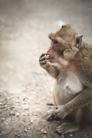 Monkeys or macaque, mischievous habits, lives in a natural forest.の写真素材