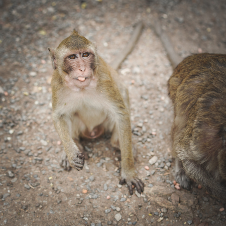 Monkeys or macaque, mischievous habits, lives in a natural forest.の写真素材