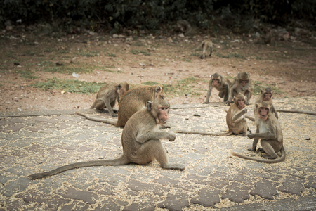 Monkeys or macaque, mischievous habits, lives in a natural forest.の写真素材
