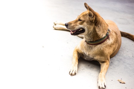 dog cute of the thailandの写真素材