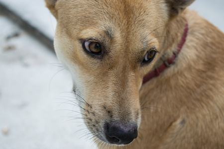 dog dog my love.の写真素材