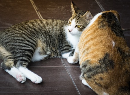 Cat mom taking care of a kitten in the house of love.の写真素材