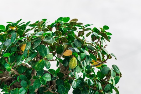 Green leaves on a white background To refresh.の写真素材