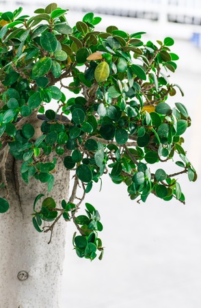 Green leaves on a white background To refresh.の写真素材