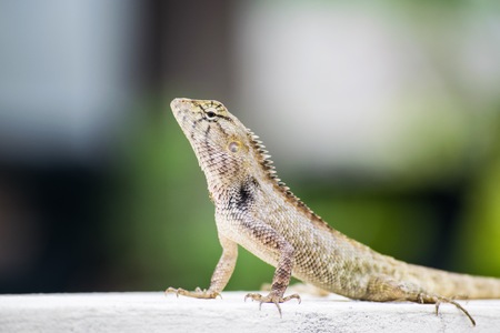 Chameleon on the wallの写真素材