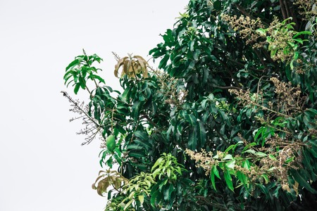 Mango tree on a white backgroundの写真素材