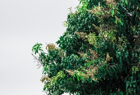 Mango tree on a white backgroundの写真素材