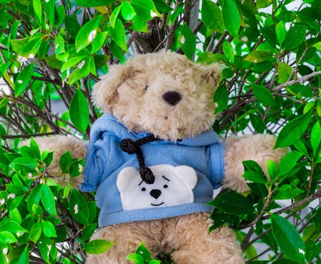 Teddy Bear in the grass is a lovely bear for those who love teddy bears.