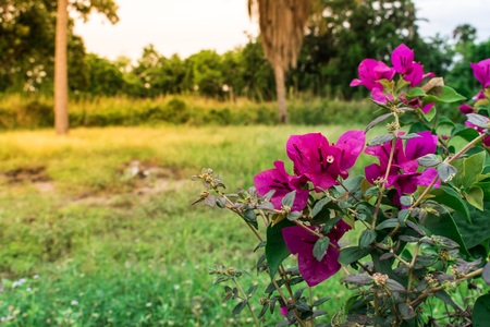White paper flower backdrop used for note taking.の写真素材