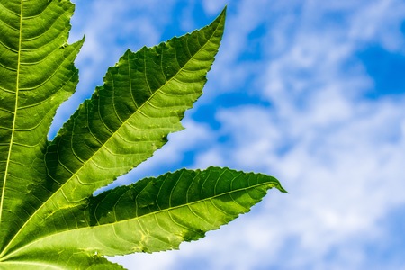 Hold hands with leaves and sky backgrounds using wallpaper or background.の写真素材