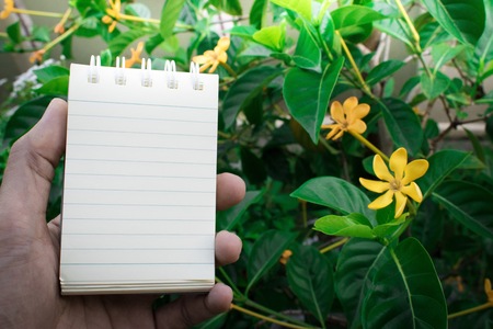 Hold white paper for notes on the background of blurred trees using wallpaper or background.の写真素材