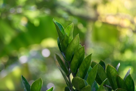 Leaves in the forest bokeh background using wallpapers and backgrounds