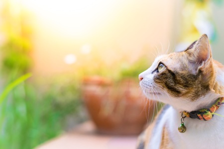 Cats are looking daytime in the house  using wallpaper or background  for cute picture animals work.の写真素材