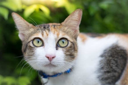 Cute cats are looking daytime in the house  using wallpaper or background.   for animalの写真素材