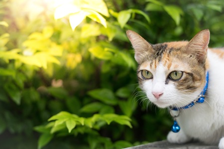 Cute cats are looking daytime in the house  using wallpaper or background.   for animalの写真素材