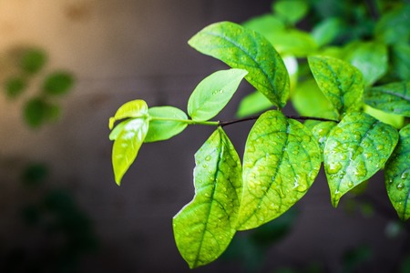 Close up green leaf  on tree blurry bokeh background in garden. Using wallpaper or background for...