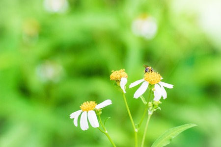 Grass flower with leaf in a field with leaves on a tree in the garden blurred background.  Using wallpaper or background for nature, natural and refreshingの写真素材