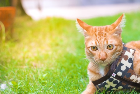 Cute cats are playing in the house on  lawn. using wallpaper or background for animal  image.の写真素材