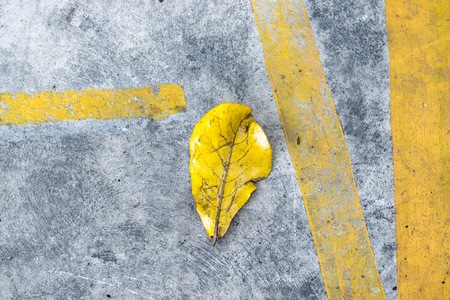 Leaves on street background. In nature and city. using wallpaper or for education photo. Dry leaf take note of the product for book with paper and concept or copy space and notepad.の写真素材