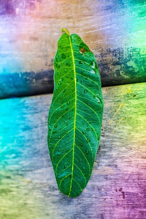 Leaves on wood background in nature . using wallpaper or for education photo. Dry leaf take note of the product for book with paper and concept or copy space and colorful image.の写真素材