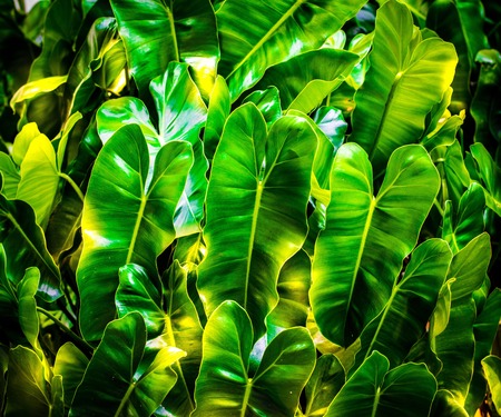 Close up green leaf on tree blurry bokeh background in garden. leaf in a field with leaves. Using...
