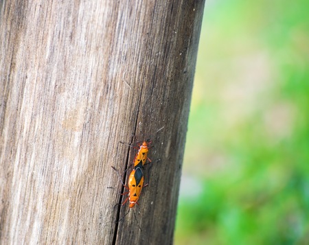 insect mating on a tree on wood with tree blurry bokeh background in nature.Using wallpaper for bug or fly image.This animal in garden and forest.This is a way of life in nature.の写真素材