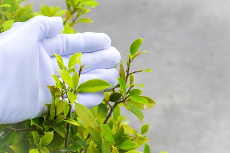 Close up  holding green leaf on blurry background in garden. leaf in a field with leaves. Using wallpaper or background for nature, natural and refreshingの写真素材