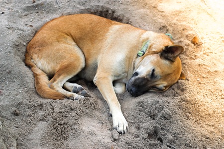 Asia dogs sleeping with blurred road background in  the house with animal friendly atmosphere. Using wallpaper or animal image.の写真素材