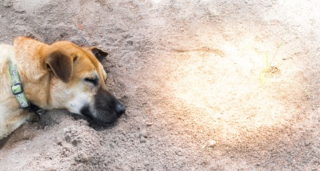 Asia dogs sleeping with blurred road background in  the house with animal friendly atmosphere. Using wallpaper or animal image.の写真素材